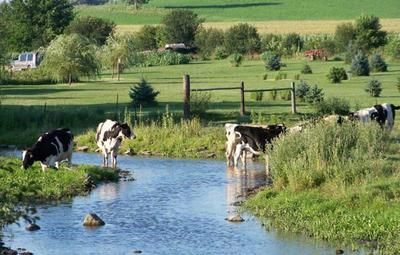 cows in a field