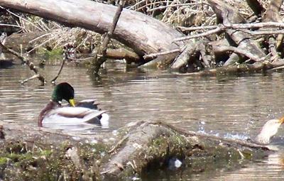 ducks in lake