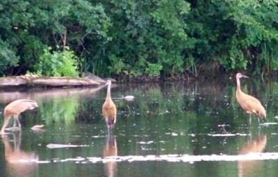 cranes in water