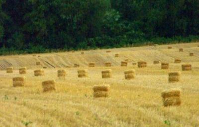 wheat field